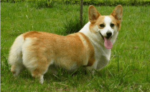  ˬ