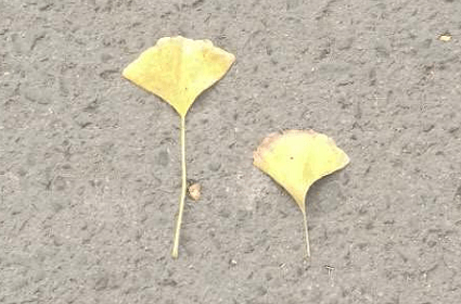 ݵĵĉ¼ŵr(nng)